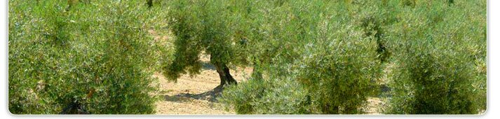 Cabecera