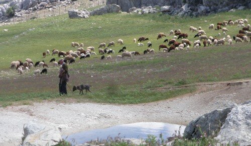 Ganaderos y pastores de toda Andalucía reclaman más ayudas para sus pastos